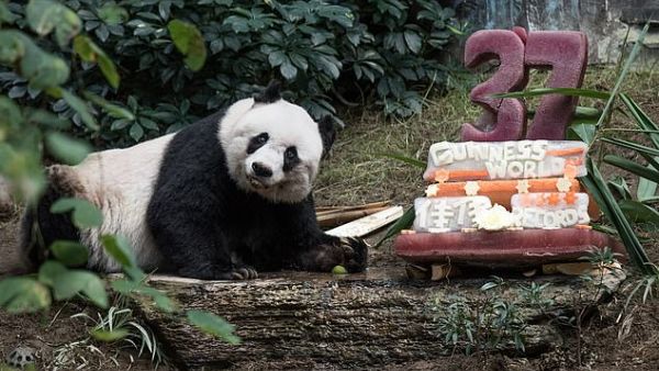 World's oldest panda Xin Xing celebrates her 37th birthday. (AFP)