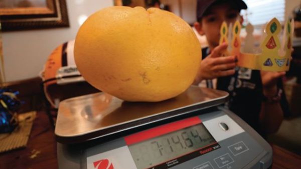 Louisiana couple grow world's largest, heaviest grapefruit. (Facebook)