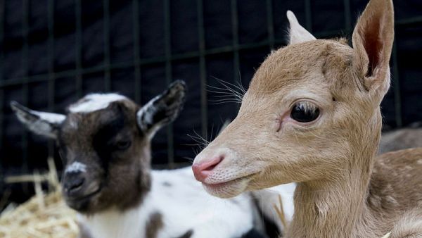 New-born fawn (Twitter)