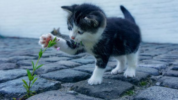 ما تفسير رؤية قطة صغيره في المنام؟
