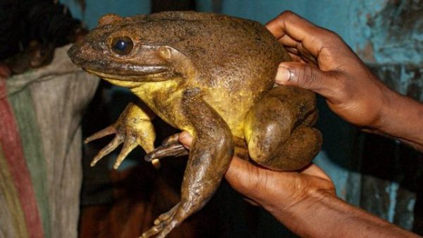 The world’s biggest frogs (Twitter) 