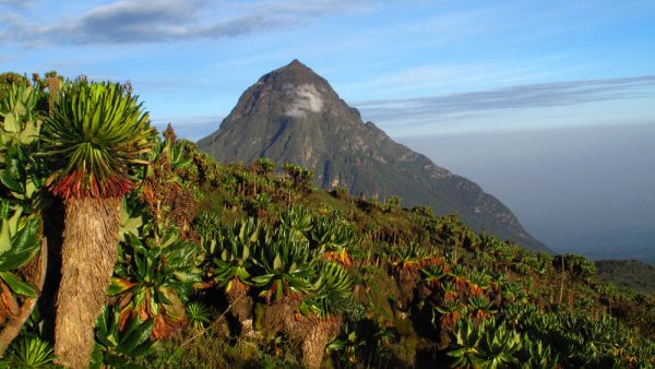 Rwanda’s national parks (Shutterstock)