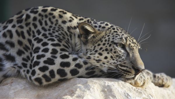 During the initial 12-week period of the newborn leopards’ lives, they successfully bonded with their 10-year-old mother Hamms. (Shutterstock/ File Photo)