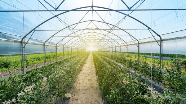 (Shutterstock/ File Photo)