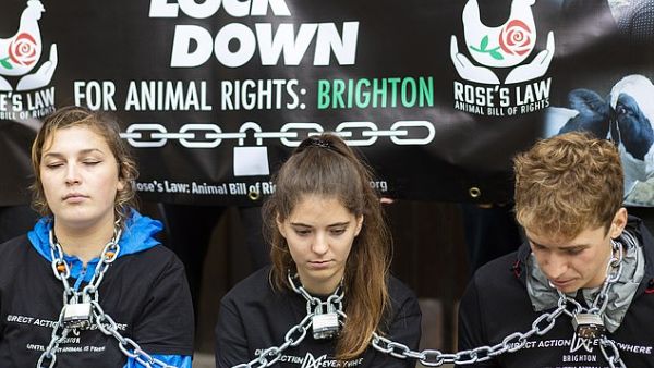 Three protesters shackled themselves to pillars at Brighton Town Hall at 4pm on Sunday and were still there on Monday morning. (Daily Mail) Three protesters shackled themselves to pillars at Brighton Town Hall at 4pm on Sunday and were still there on Monday morning. (Daily Mail)
