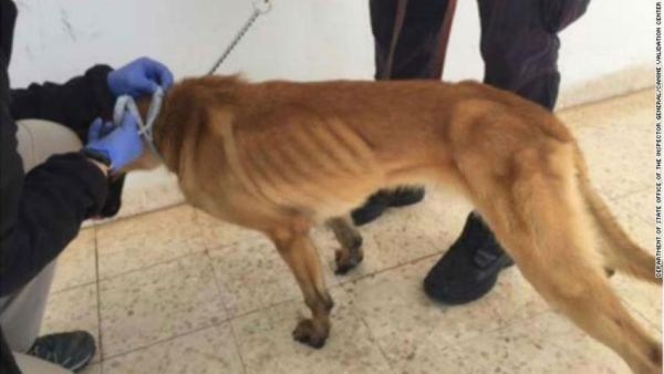 The sniffer dogs show protruding ribs. (State Department)