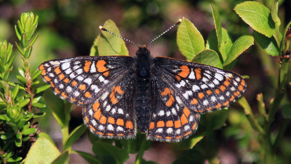 Euphydryas iduna  (Twitter)