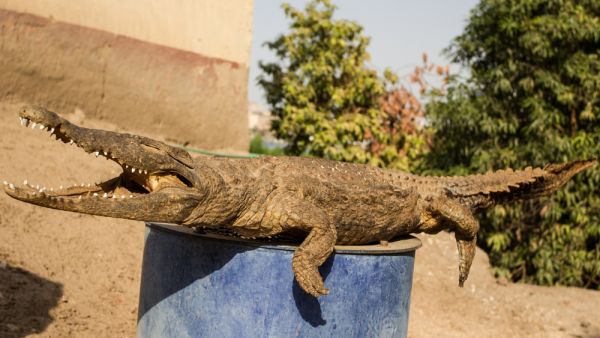 Crocodile Mummy. (Shutterstock/ File Photo)