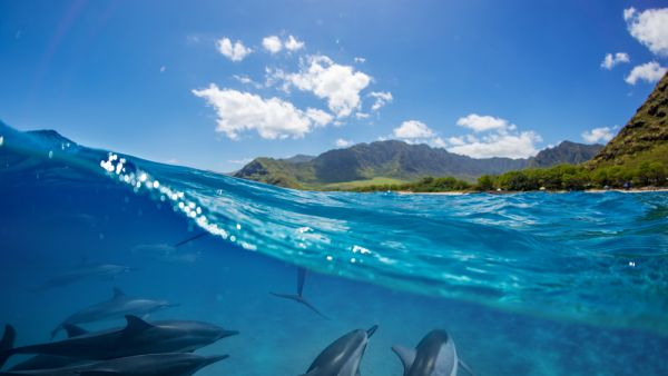 Pod of dolphins traveling along shoreline in blue ocean water (Shutterstock)	