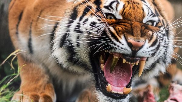 Cara, a five-year-old, 125lb Bengal tiger, has been fitted with a golden fang after breaking hers while chewing on toys at a rescue centre in Germany. (Daily Mail)