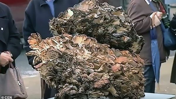 Chef Sergio Martinez Valledor spotted it when he went for a stroll in a forest. (Daily Mail)