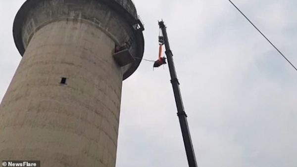 The incredible scenes unfolded during a four-hour operation by volunteers to rescue the bull. (NewsFlare)