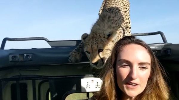 The footage taken in Tanzania shows the big cat nuzzling and leaning over the woman who has a shocked expression on her face. (Video Screenshot)