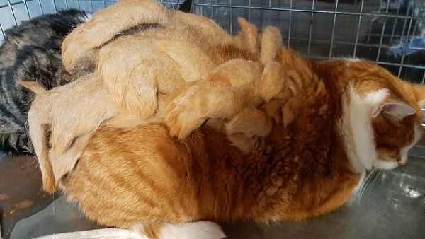 This image shows Chamade after his rescuers delivered him to the 'Radeau des Animaux' animal rescue centre in Ferel. The volunteers said they'd never seen such an impressive 'rasta' haircut on a cat (dailymail)