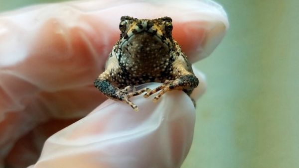 Tiny, endangered Puerto Rican Crested (Twitter)