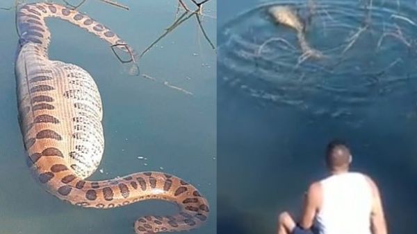 A 16-foot anaconda struggled to swim after eating a huge capybara - the world's largest rodent - in Aparecida do Taboado in the state of Mato Grosso do Sul, western Brazil. (Video Screenshots/ CEN)