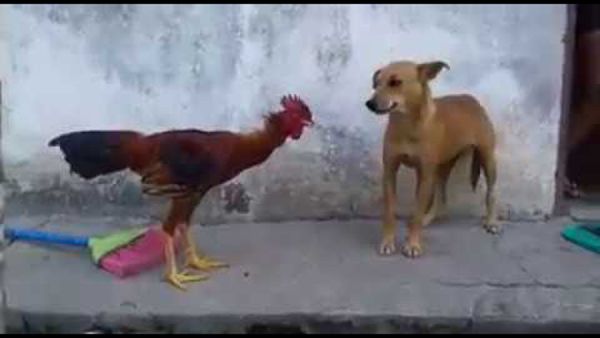 الكلب والديك