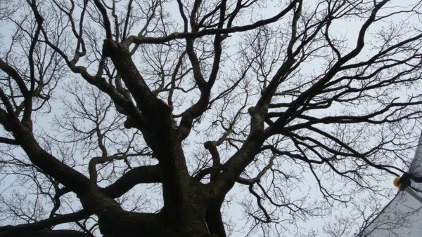 مقطوع من شجرة