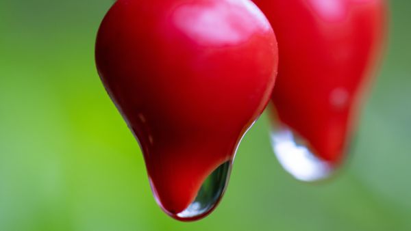 Pepper after the rain (Shutterstock)	