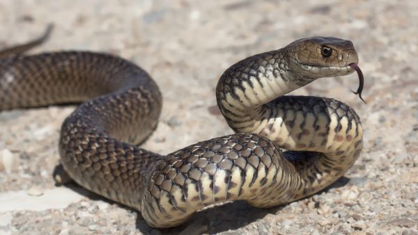 (Shutterstock/ File Photo)