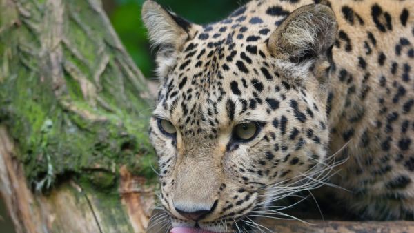 Persian leopard (Shutterstock)	