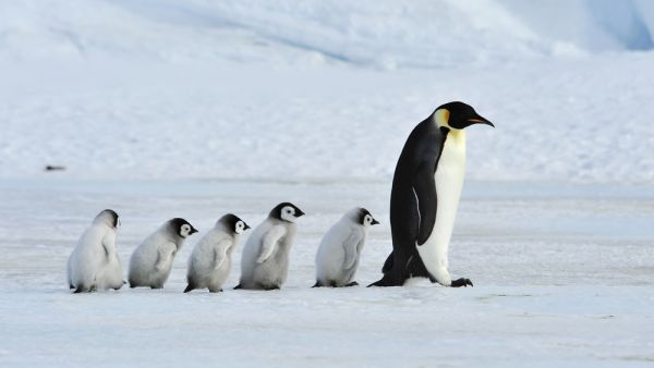'If [the] global climate keeps warming at the current rate, we expect emperor penguins in Antarctica to experience an 86 per cent decline by the year 2100. (Shutterstock/ File Photo)