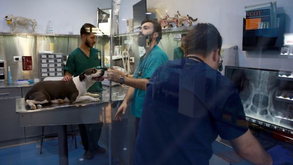 Members of the veterinary staff treat a female pitbull suffering from a herniated disk at “Pet Zone”, a pet health center in the Jordanian capital Amman on October 1, 2019. Where strays were once mostly left to scavenge for food, Jordanians, in a new trend in the Arab kingdom are increasingly willing to foot steep bills to care for beloved dogs and cats. Khalil MAZRAAWI / AFP