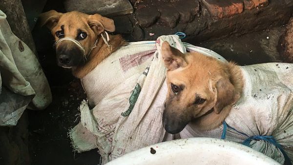 Investigators believe 14,000 dogs are killed every month to satisfy demand in Solo, but the regional governor has now called for the practice to be shut down. (dog meat free Indonesia)