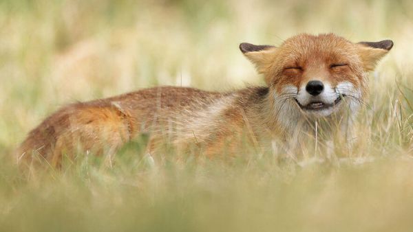 الثعلب الضاحك