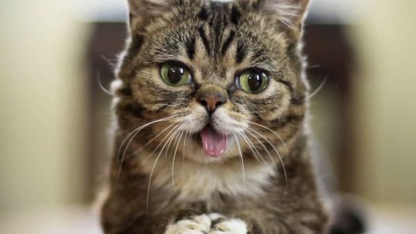 Lil Bub (Twitter)