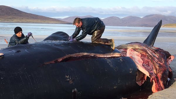 Sperm whale (Twitter)
