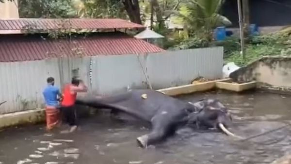 The elephant (pictured) appears to be 'beaten on a regular basis', according to activist Maneesha Arachchige, who has recently visited the temple. (Video Screenshot)