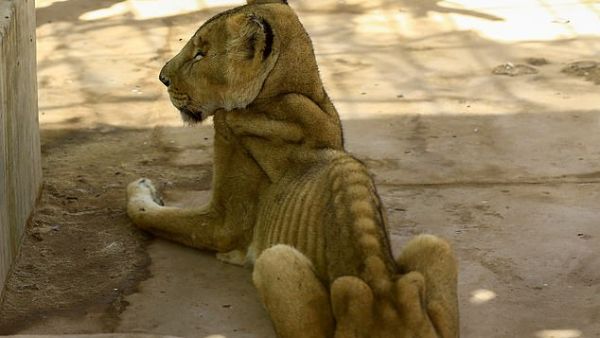 Four other lions remain in a desperate condition. (AFP)