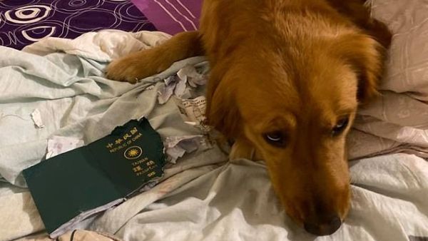 A woman who planned to visit Wuhan earlier this month has thanked her dog for chewing up her passport and scuppering her trip to the coronavirus-hit city. (Facebook)
