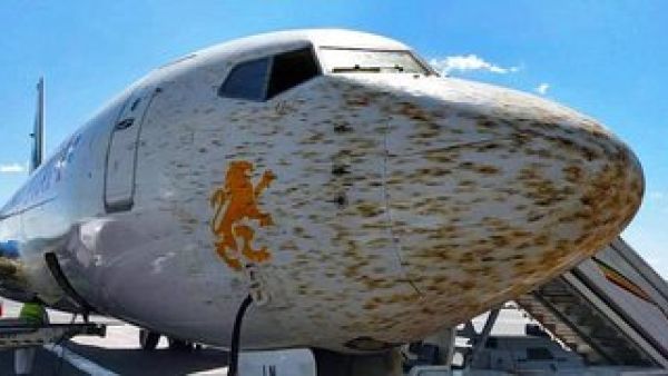 The plane, from Djibouti to Dire Dawa, was preparing to land when collided with a swarm of locusts. (Twitter)
