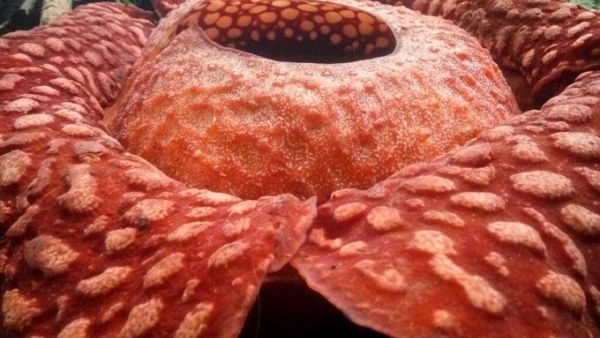Rafflesia tuan-mudae (Twitter)