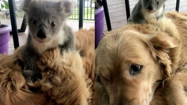 Golden Retriever was sitting outside with a baby koala perched atop her back. (Twitter)