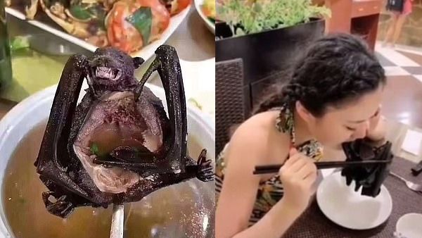 Viral footage purports to show a fashionable Chinese young woman biting one of the wings of a cooked bat at a fancy restaurant. The deadly coronavirus could come from the animal. (Video Screenshots)