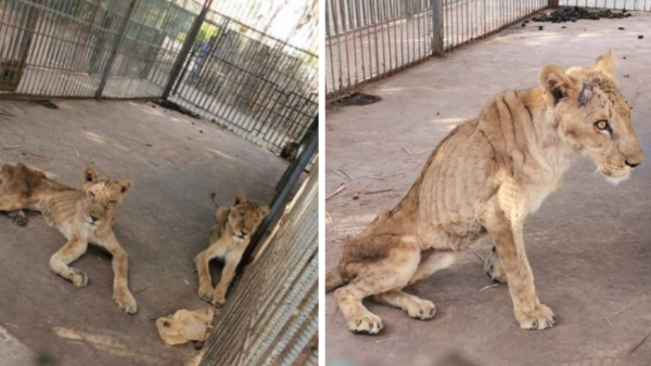 Lions Starving in a Sudanese Zoo Outrage Social Media and Prompt Calls to Rescue Them