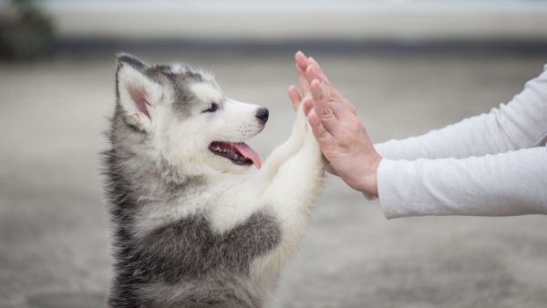 (Shutterstock/ File Photo)