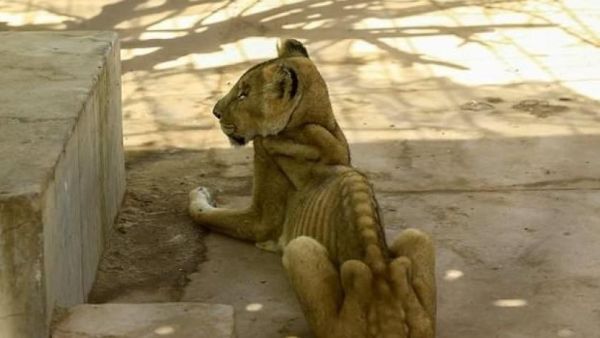 For weeks now, five lions held at Khartoum's Al-Qureshi Park in an upscale district of the capital have been suffering from shortages of food and medicine. AFP