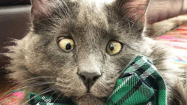 Three-year-old Belarus, from San Francisco, has an eye condition called 'strabismus,' which causes him to be cross-eyed, but thankfully it is not painful and does not impair his vision. Photos of his adorably goofy expression have won the hearts of 257,000 Instagram followers (Instagram)