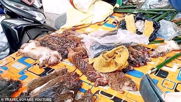 It is claimed to be an 'extreme market', selling an array of animals including snakes, bats and possums. (Travel Voyage YouTube)