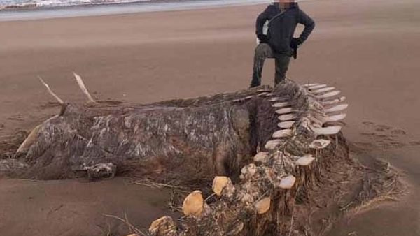 The intriguing beast was found on the Aberdeenshire coastline on Sunday as the country endured 90mph winds and torrential rain. (Facebook)