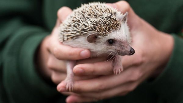 Hedgehogs are at risk in Britain following Brexit. AFP