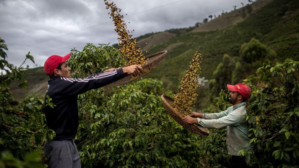 FARMERS Eduardo de Jose Protazio, left, and Joao Paulo Rodrigo winnow arabica beans on their family farm in Brazil in 2017. Much of the farm’s beans are exported. (Mauro Pimentel AFP/Getty Images)