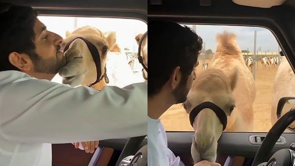 Sheikh Hamdan bin Mohammed bin Rashid Al Maktoum posted a video on Instagram of the hilarious moment he called over his camels as he sat in his Mercedes. (Video Screenshot)