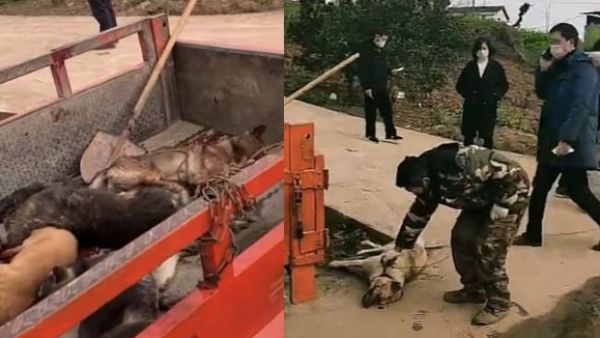Officials of Peng'an, China, started to cull pets from Monday, activists claimed. (Daily Mail)