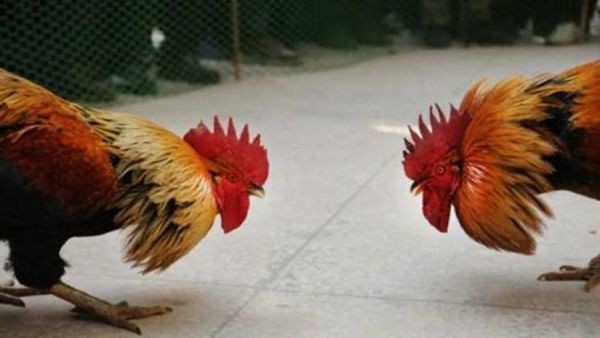 ديكان يتصارعان