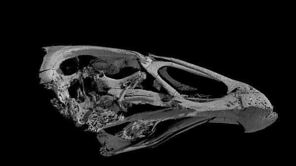 The fossil has been dated back to almost 67 million years ago — meaning that the birds lived alongside dinosaurs for around a million years before the latter died out. (Daniel Field of the University of Cambridge)